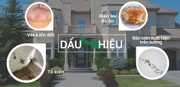 dấu hiệu kiến