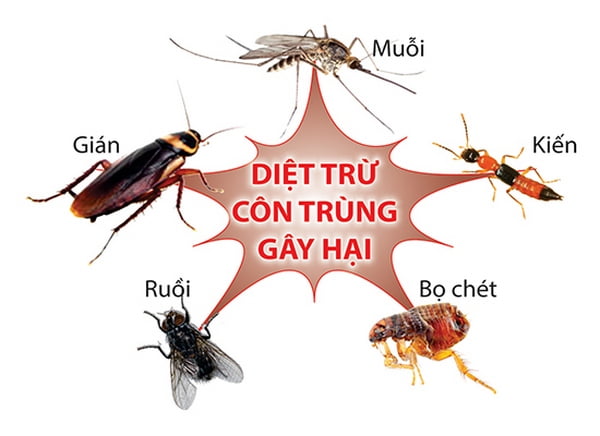 diệt côn trùng tại Cầu Giấy